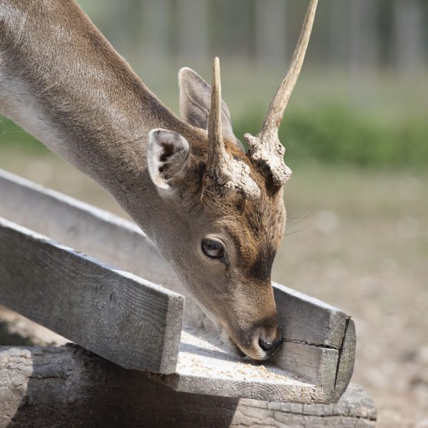 Damwild_26.9.20_Tiere_4542